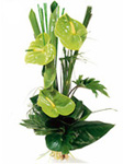  3 Anthurium Verde
