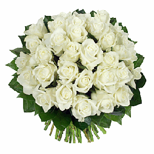 33 White Roses