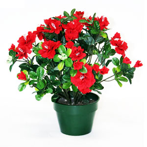 Azalee Rosii in Ghiveci