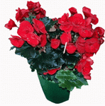 Begonia Rosie cu Ghiveci