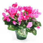 Cyclamen  Roz