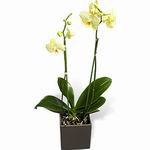 Exotic Orchid in Flower-pot
