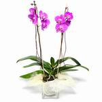 Mauve Orchid in Flower-pot