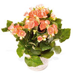 Orange Begonia in flower-pot
