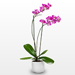 Pink Orchid in Flower-pot
