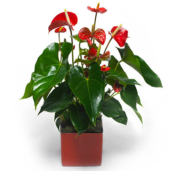 Red Anthurium in flower-pot