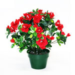 Red Azalea flower-pot