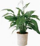 Spathiphyllum in flower-pot