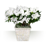 White Azalea in flower-pot